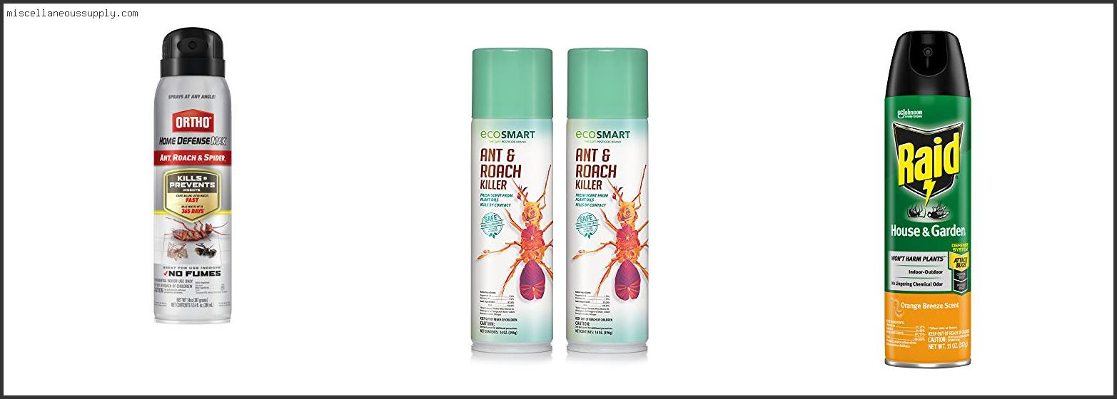 Best Ant Spray For Around The House