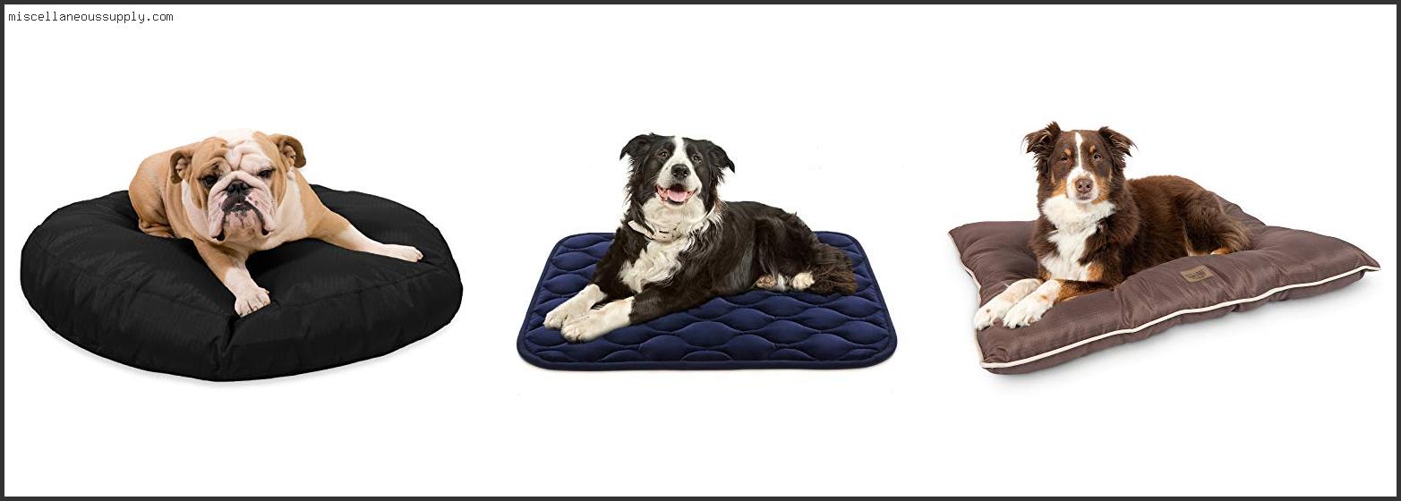 Best Dog Beds For Large Dogs That Chew