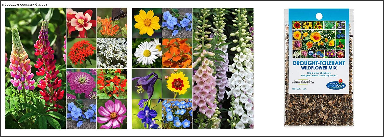 Best Annuals For Shade Gardens